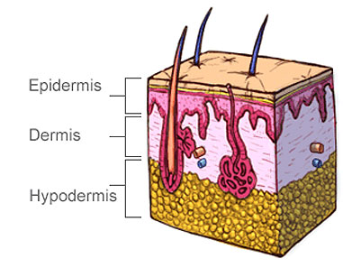 Skin cell illustration